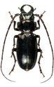 Notophysini